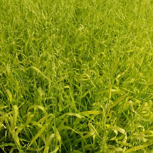 Spreizhirse Aureum Goldhirse