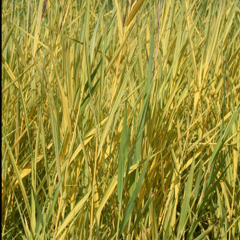Phragmites australis Variegatus