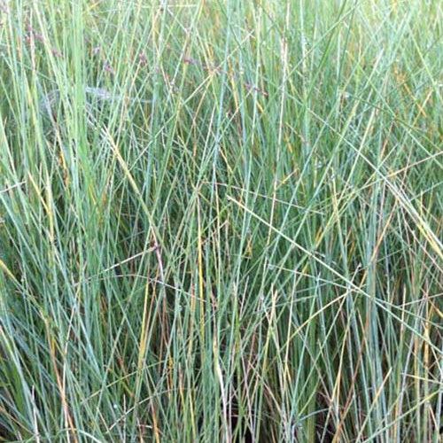 Immergrüne Wiesenraute Tussockgras Australische Wiesenraute
