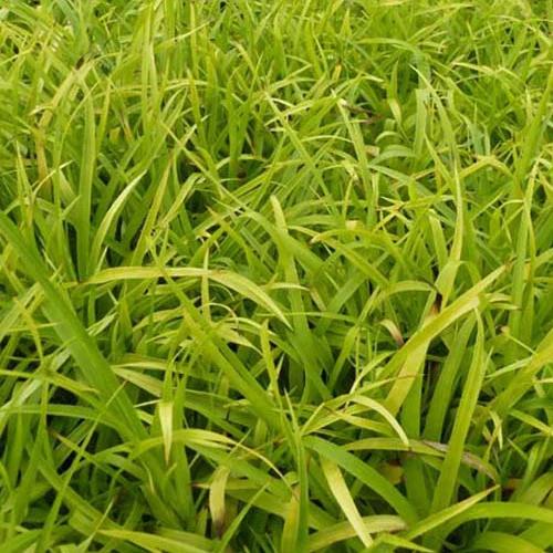 Solar Flare Wald-Luzien Gold-Luzien (x3)