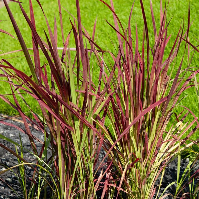Japanische Blutgras
