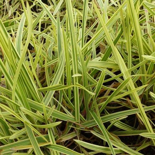 Panaschierte Glycerien Variegata (x3)