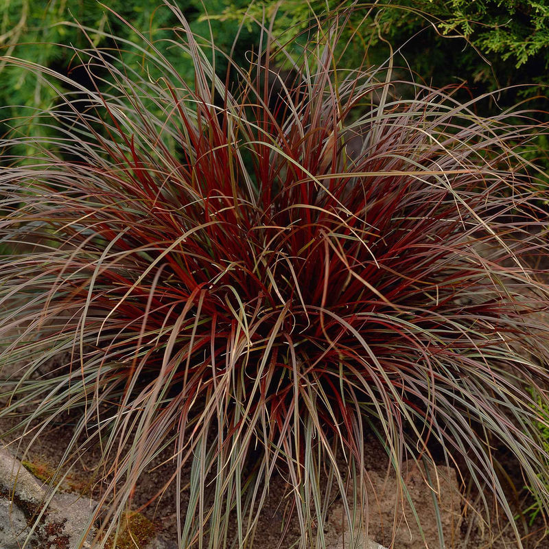 Mahonie 'Rubra'