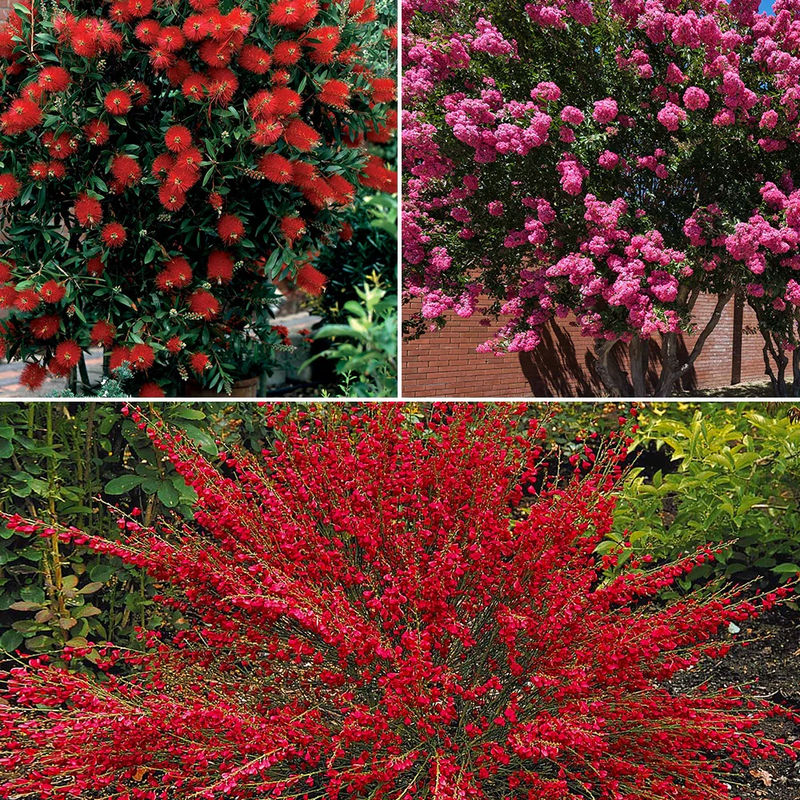 Sammlung von Sträuchern: Lägerstroemia, Callistemon, Ginster (x3)
