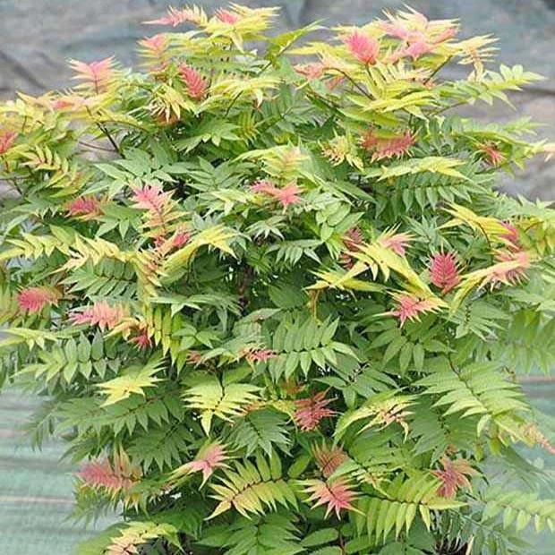 Fiederspiere Pink Hopi®