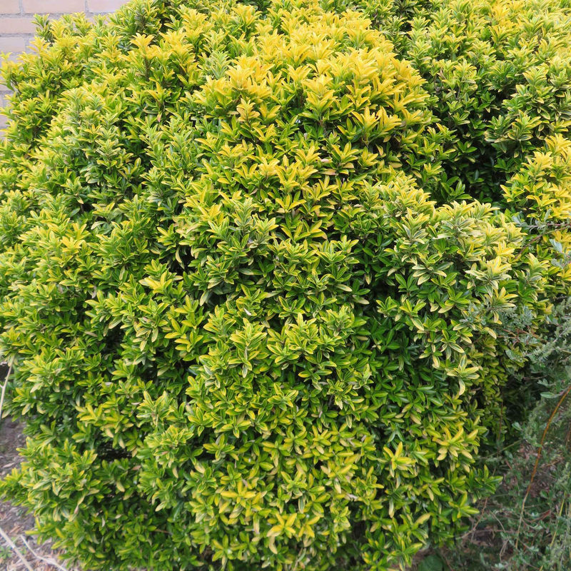 Japanischer Spindelstrauch 'Microphyllus Aureovariegatus' (x3)