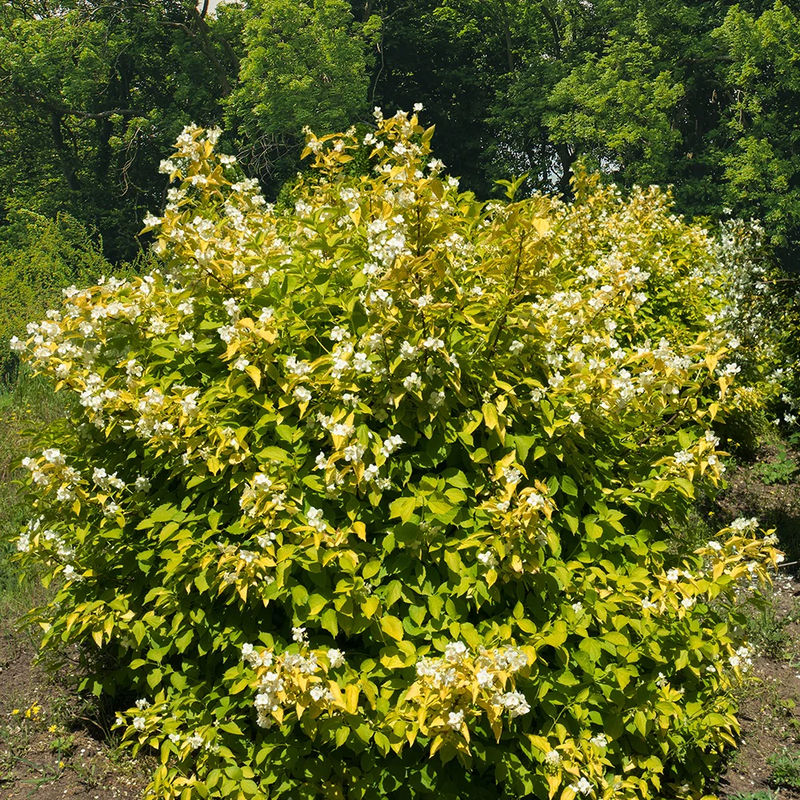 Gelbe Bauernjasmin