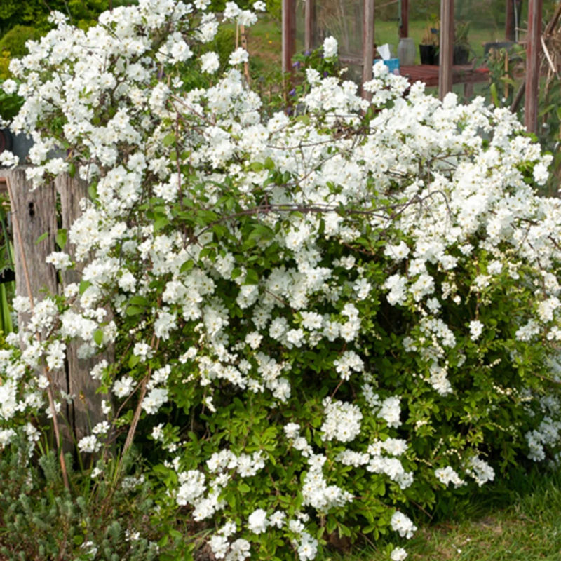 Prunkspiere