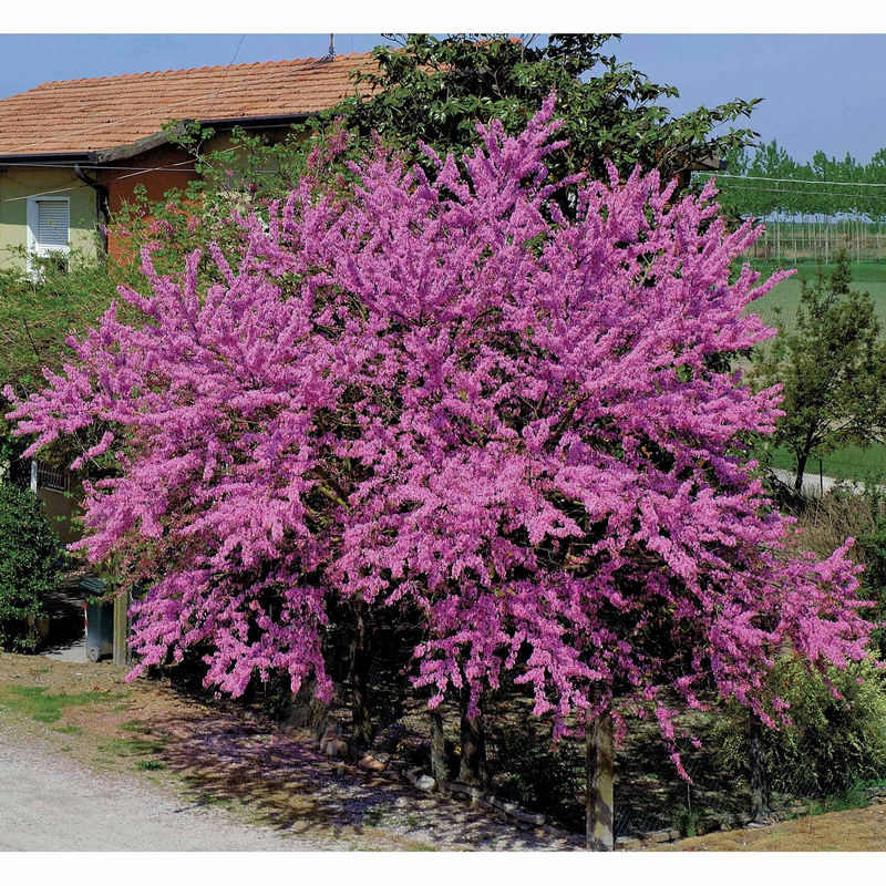 Sammlung von Sträuchern : Forsythie und Judasbaum (x2)