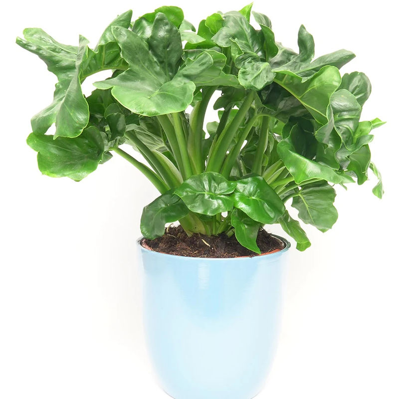 Philodendron Atom