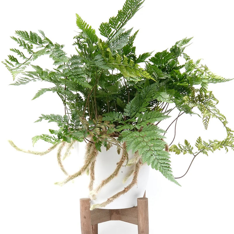 Humata tyermanii