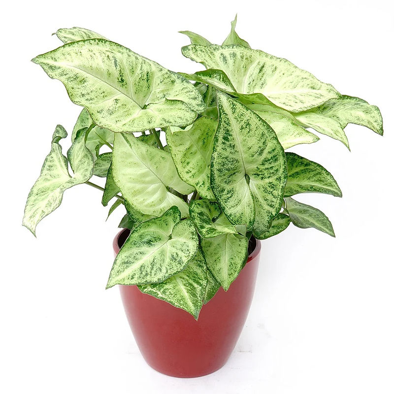 Syngonium podophyllum Arrow