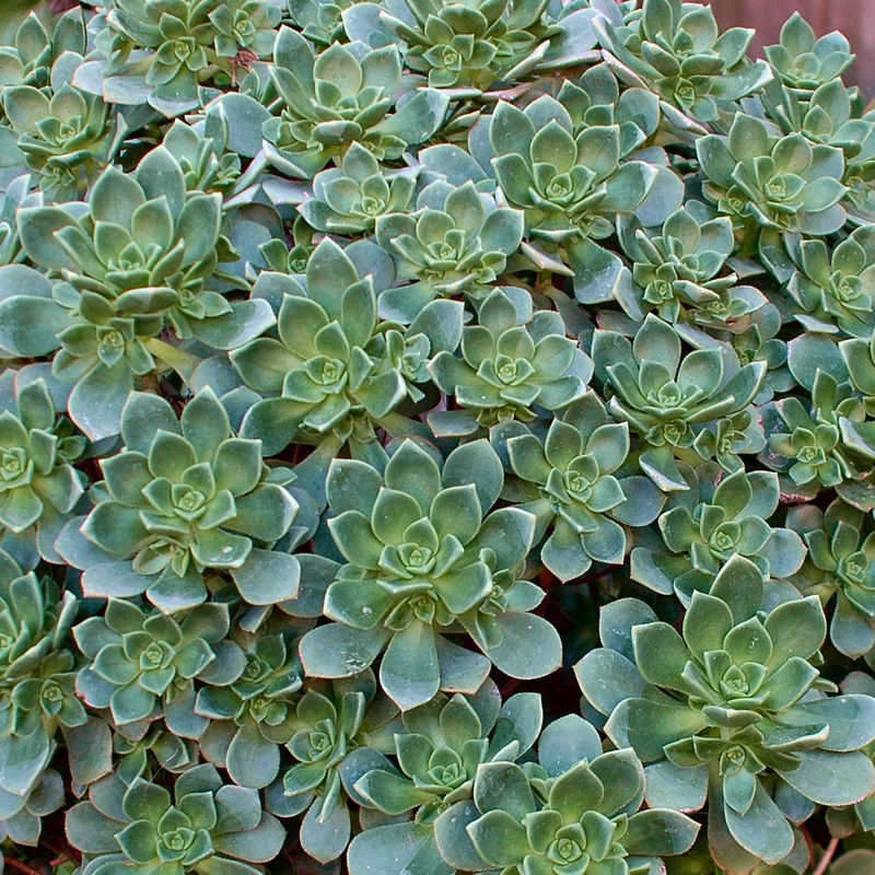 Echeverie Aeonium Haworthii