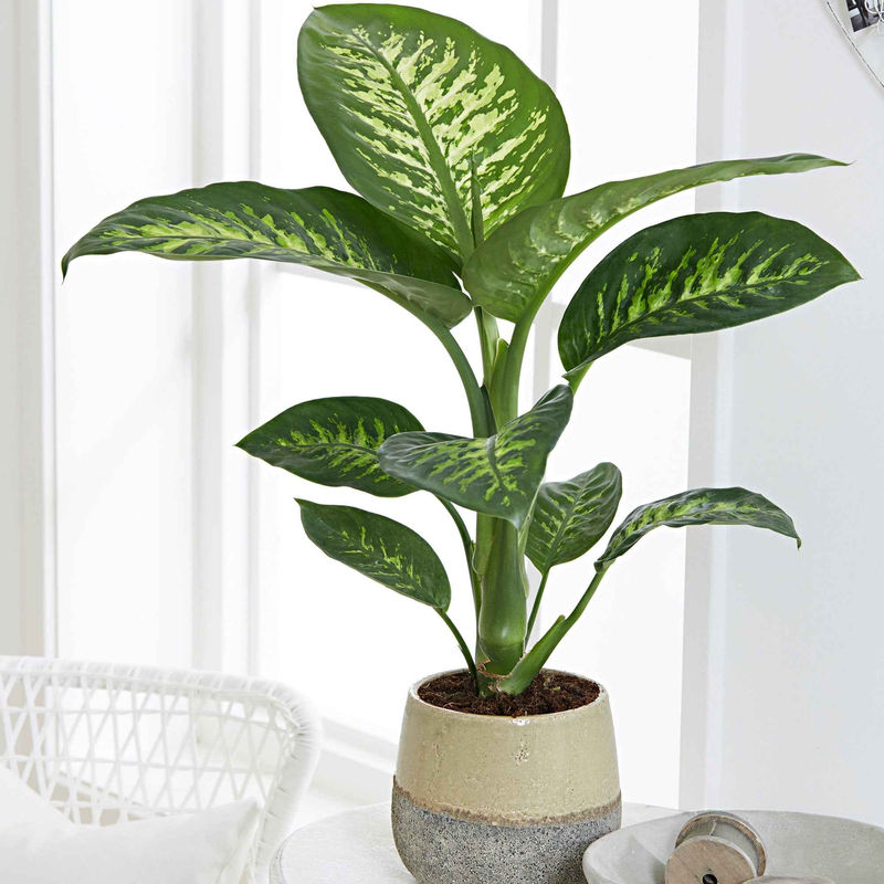 Dieffenbachie 'Tropic Snow'