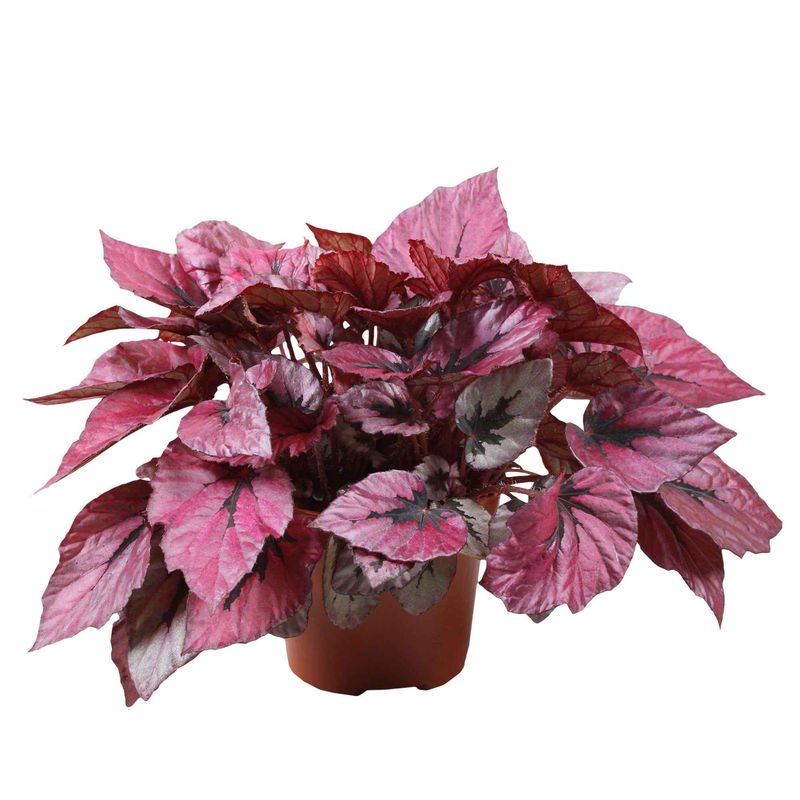 Blattbegonie 'Indian Summer'