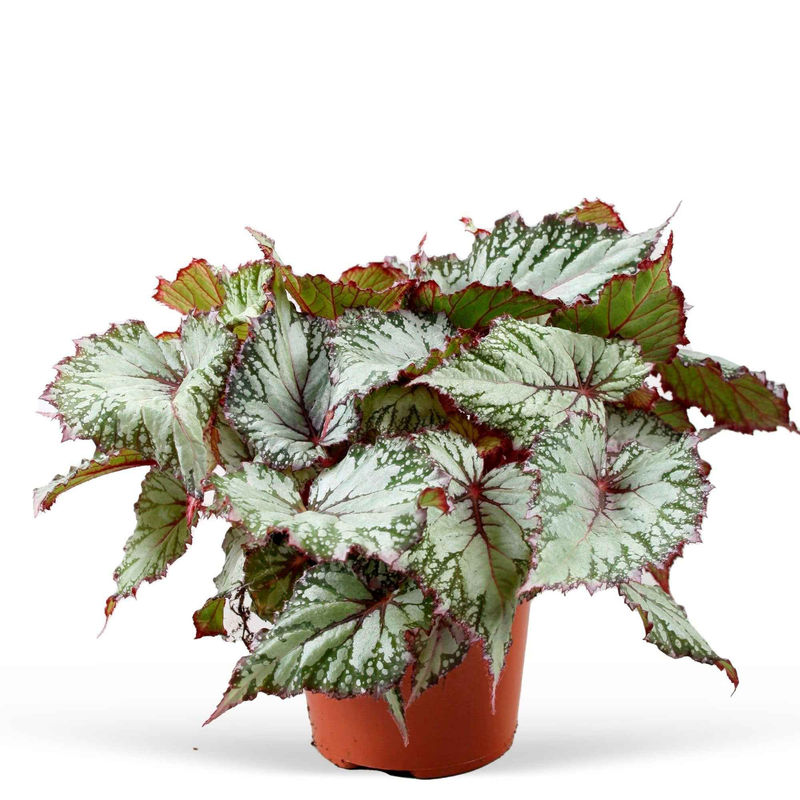 Blattbegonie 'Asian Tundra'