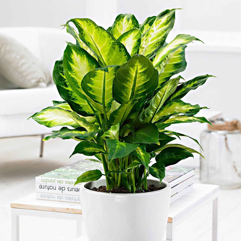 Dieffenbachia 'Camilla' - Title:Der topf / Ø 12cm / Lieferhöhe 30-40cm