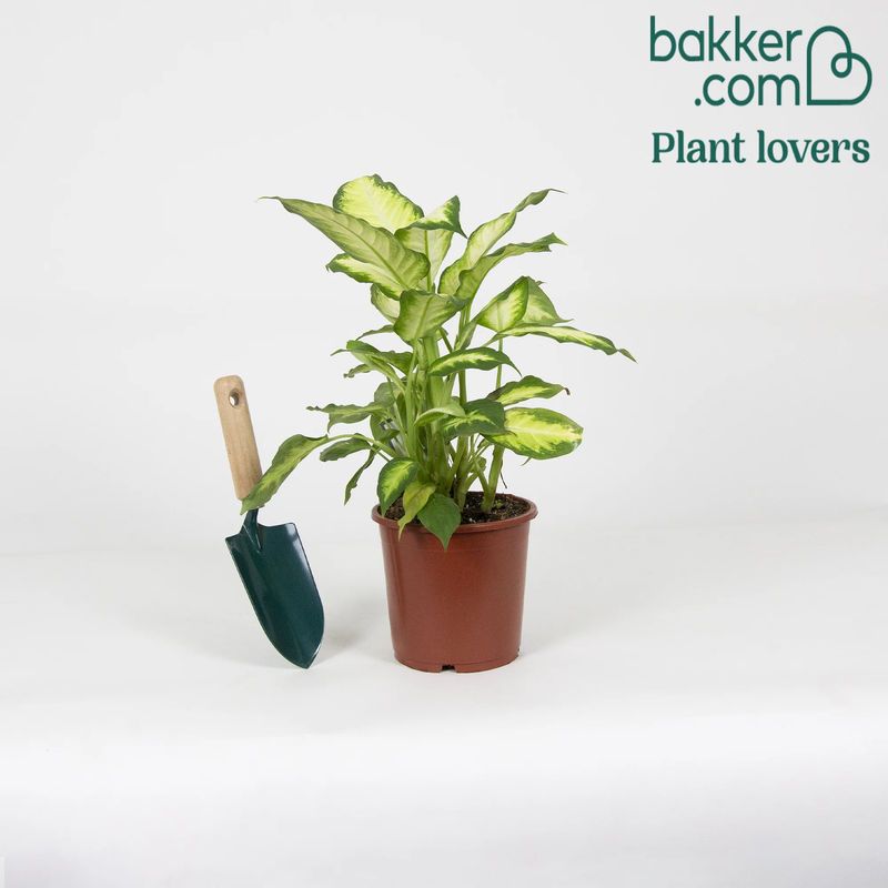 Dieffenbachia 'Camilla' - Title:Der topf / Ø 17cm / Lieferhöhe 45-50cm