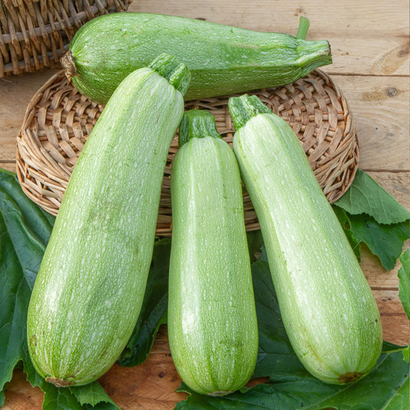 Zucchini Grey Griller F1
