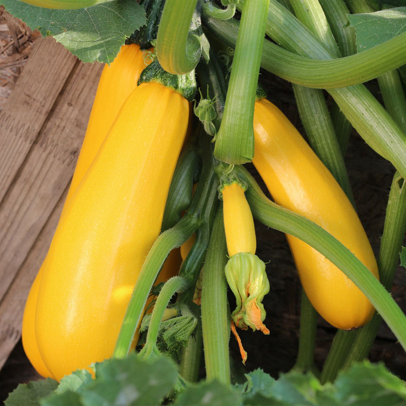 Zucchini Soleil F1