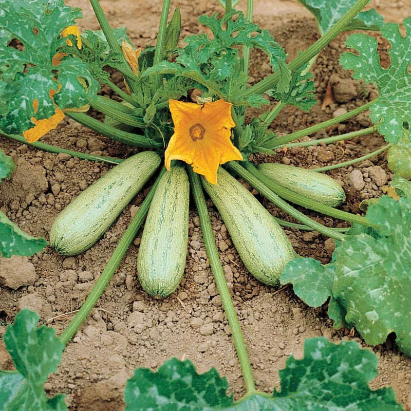 Zucchini Profusion (Grisette de Provence)
