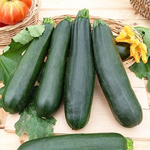 Zucchini Black Beauty