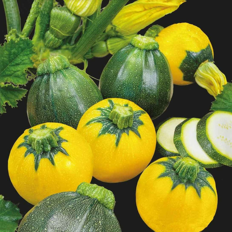 Zucchini Eight & One Ball F1
