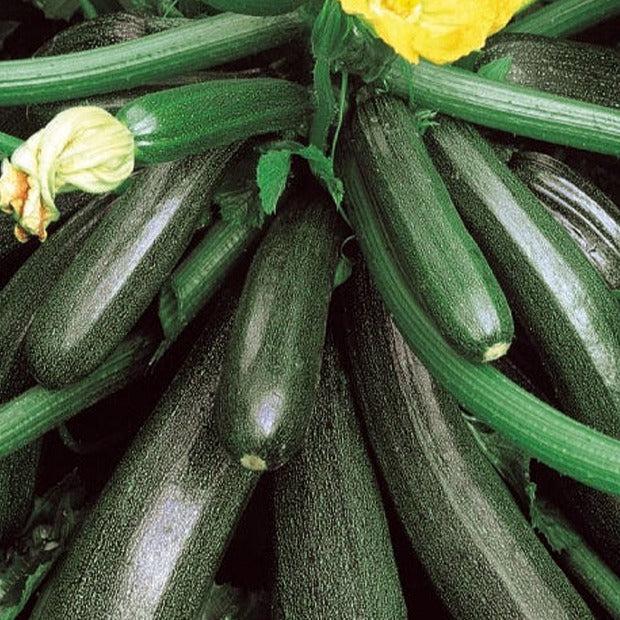 Zucchini Ambassador F1