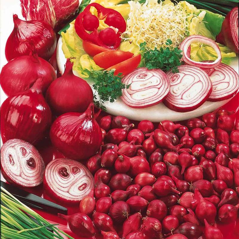 Zwiebel 'Rote Braunschweiger'