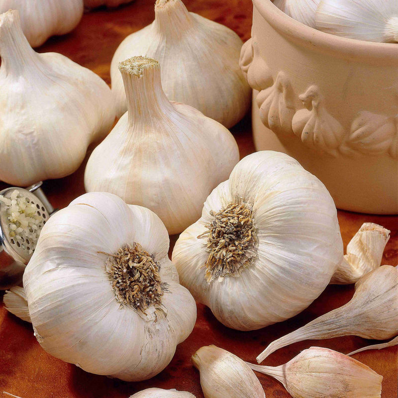 Knoblauch Messidrome