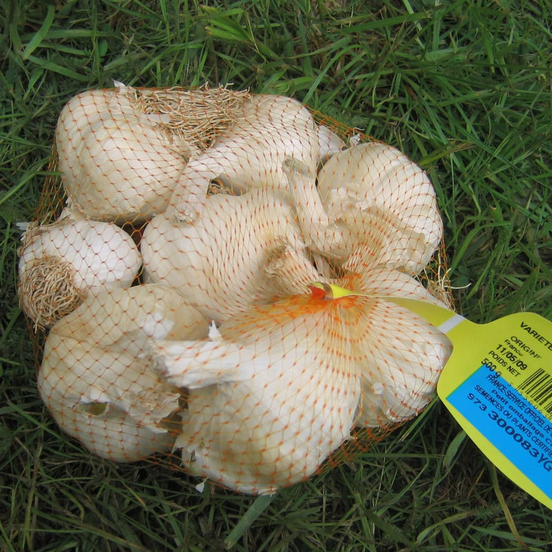 Weißer Knoblauch Terador