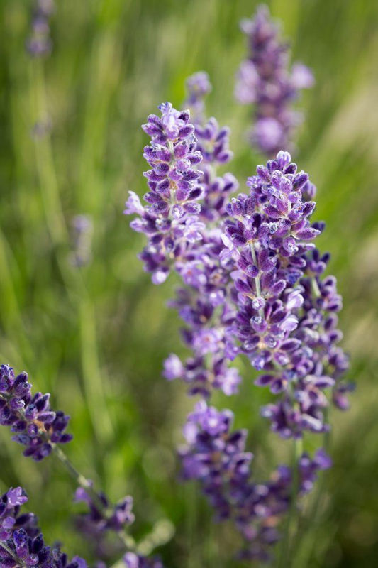 Lotion-Refills - Blend :Lavender