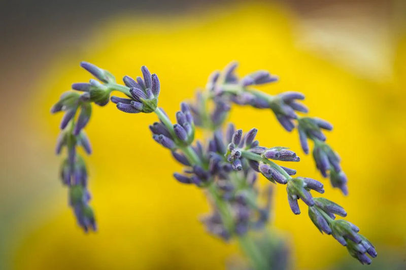 Botanical Essence Collection - Size:30 ml / 1 oz - Botanical Essence :Lavender