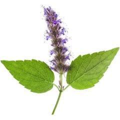 Botanical Essence Collection - Size:10 ml - Botanical Essence :Patchouli