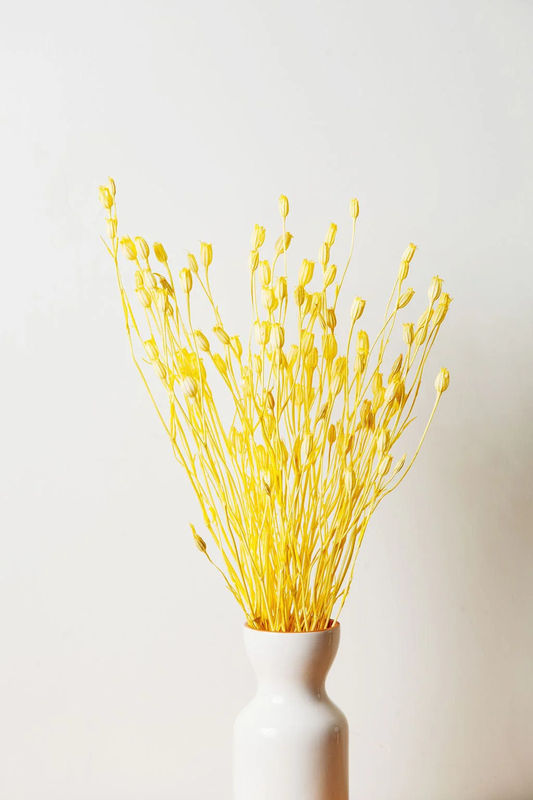 Dried Yellow Florentiner