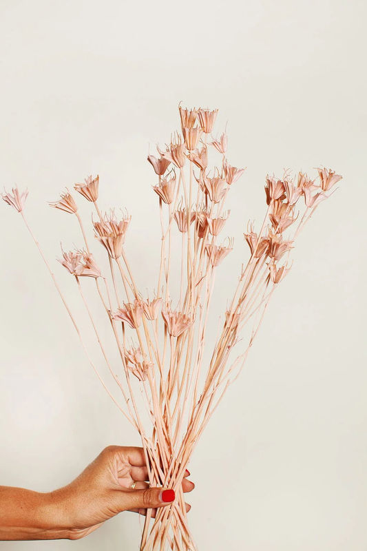Blush Nigella
