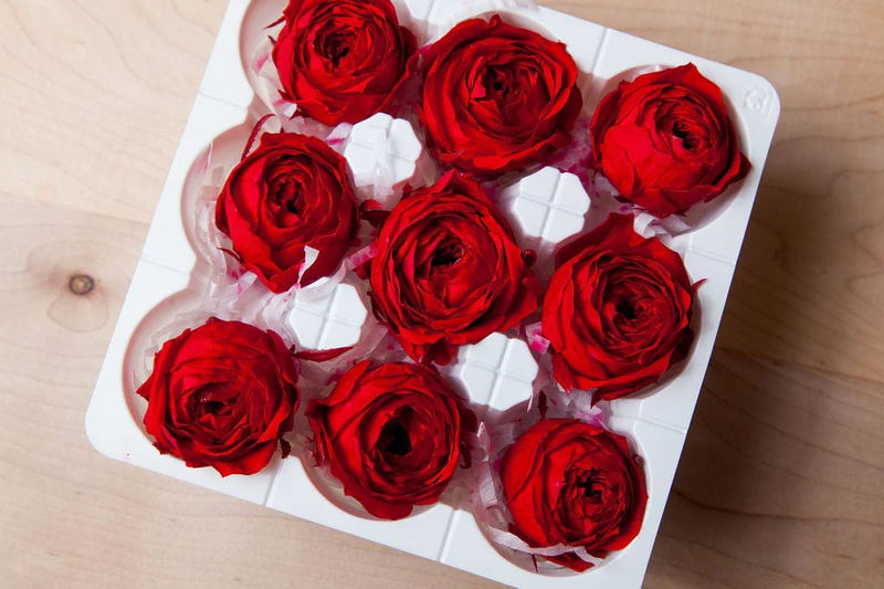 Preserved Red Garden Roses