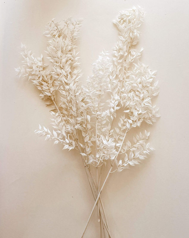 Bleached White Ruscus