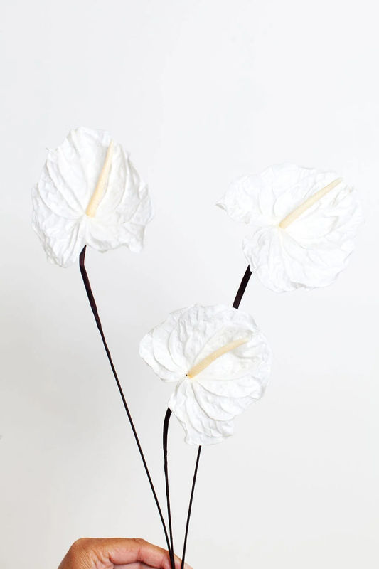 White Preserved Anthurium