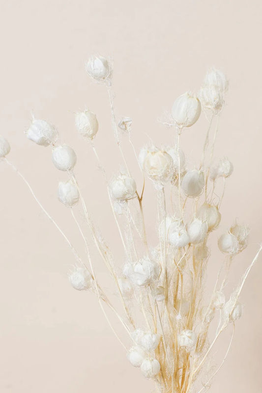 Dried White Nigella Pods