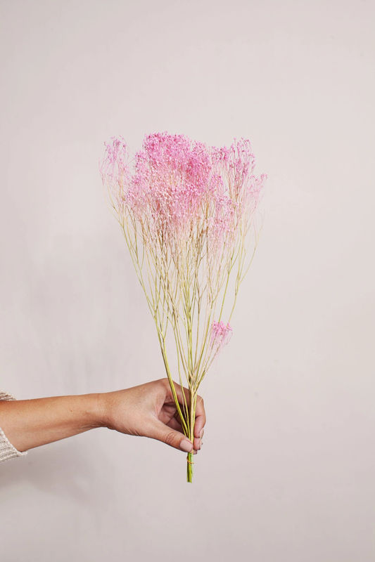 Pink Green Broom Bloom