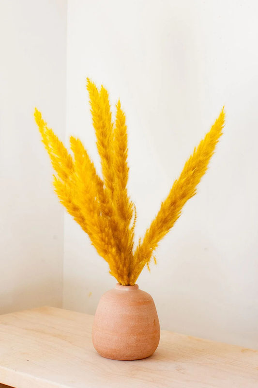 Mustard Pampas Grass