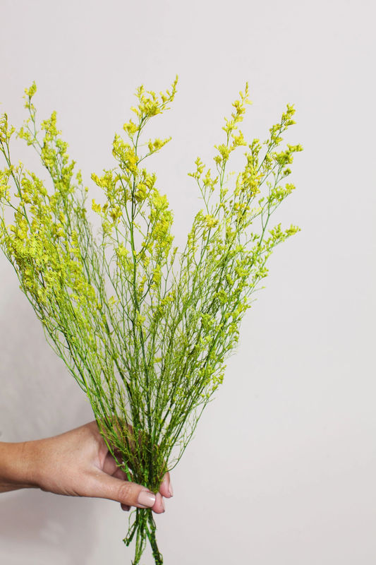 Yellow Green Caspia