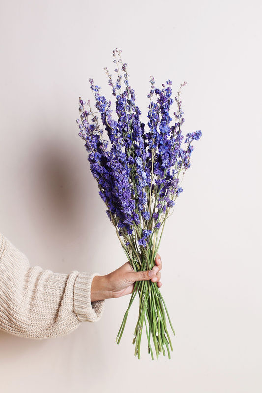 Dried Lilac Larkspur