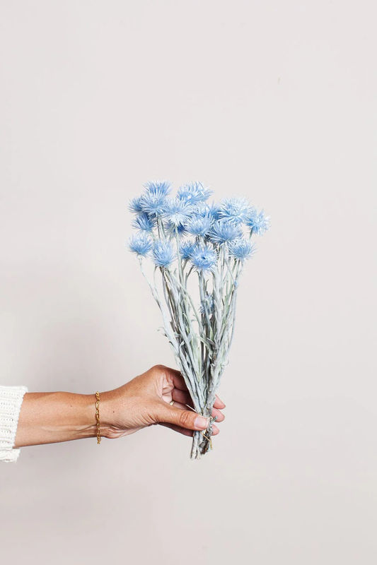 Sky Blue Preserved Silver Daisy