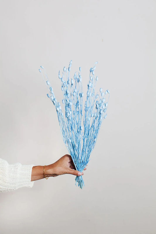 Dried Blue Florentiner