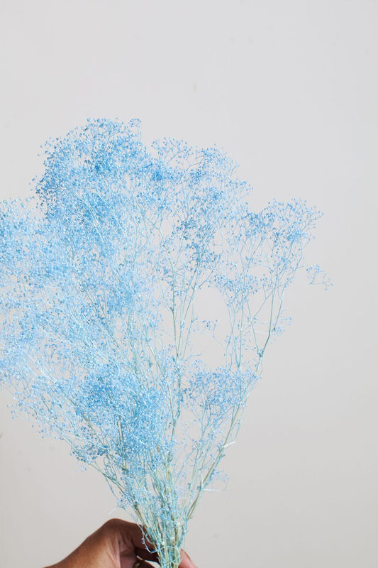 Baby Blue Baby's Breath