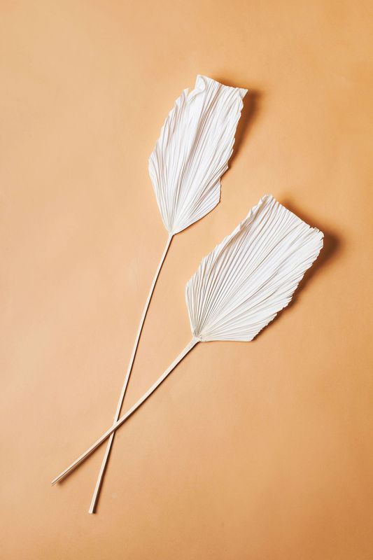 Dried White Spade Anahaw Leaf