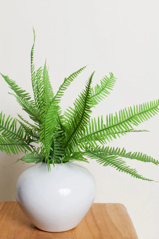 Preserved Green Star Fern Bunch
