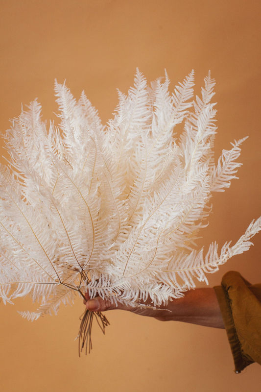 White Preserved Star Fern